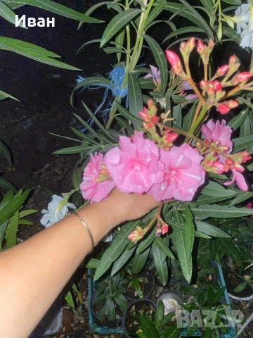 олеандър зокум, снимка 1