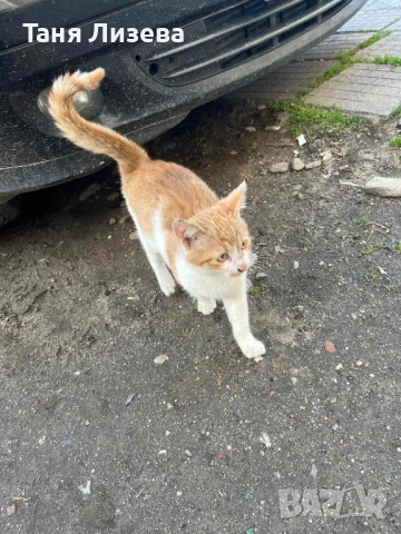 Подарявам малко котенце, снимка 3 - Други - 53507249