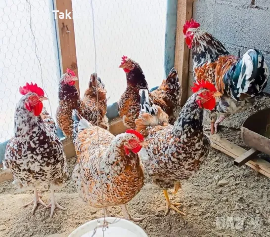 Яйца от Ливенска Пъстра кокошка , снимка 3 - Кокошки и пуйки - 49225823