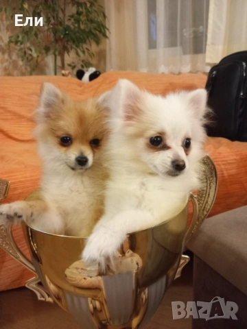 Продавам малки пумеранчета, снимка 4 - Померан - 52713301