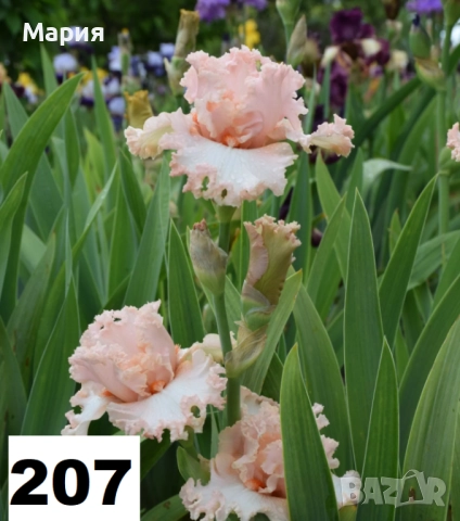 Сортови вискоки ириси /брадати ириси, снимка 18 - Градински цветя и растения - 51459181