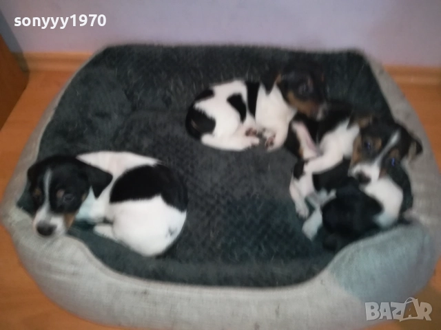 джак ръсел женски кутрета с паспорт и ваксина 1910251308, снимка 17 - Джак ръсел териер - 52105790