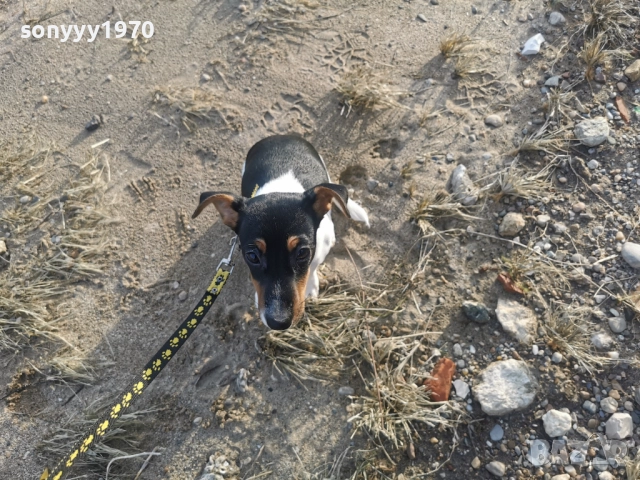 ДЖАК РЪСЕЛ ТЕРИЕР-ЖЕНСКО КОЛЕДНО КУТРЕ 1112251705, снимка 5 - Джак ръсел териер - 52738678