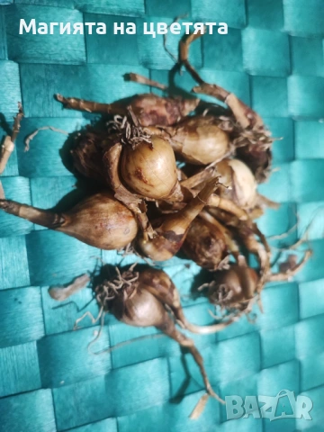 Луковици на бял и розов зефирантес, снимка 3 - Градински цветя и растения - 53472865