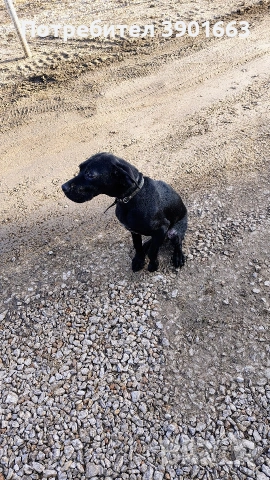 Продавам мъжко кученце на 6 месеца, снимка 3 - Курцхаар - 53474878