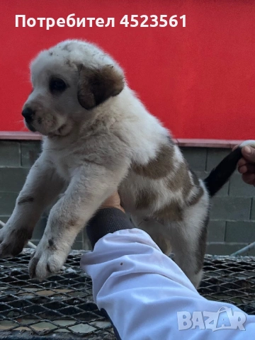 Сао-Алабай, снимка 7 - Алабай - 53023409