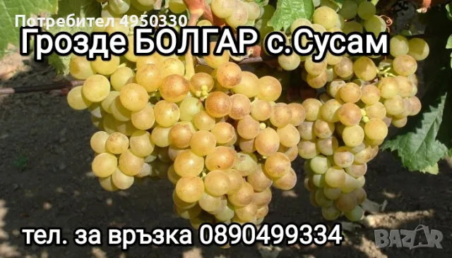 Грозде сорт Мерло, Болгар и Хамбургски мискет 