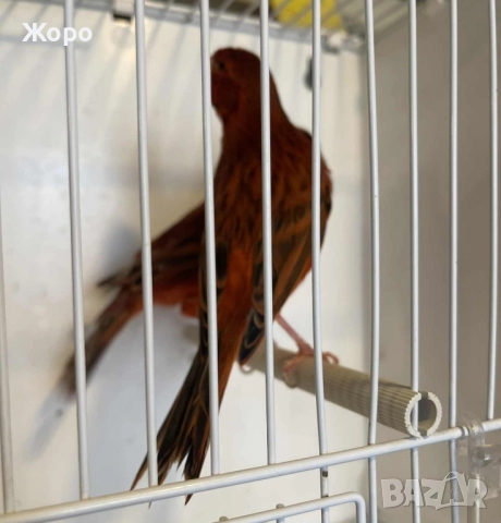 Продавам чифт , снимка 12 - Канари - 52343879