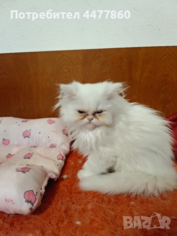 Продавам персийски котенца , снимка 2 - Други - 52679395