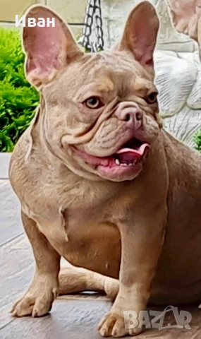 Френски Булдог