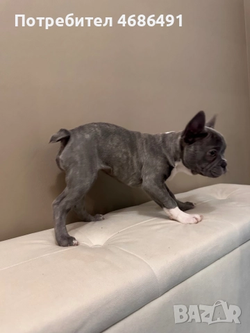 Син Френски Булдог, снимка 7 - Френски булдог - 52835830