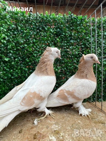 Мардини/ Турски, снимка 2 - Гълъби - 53406807