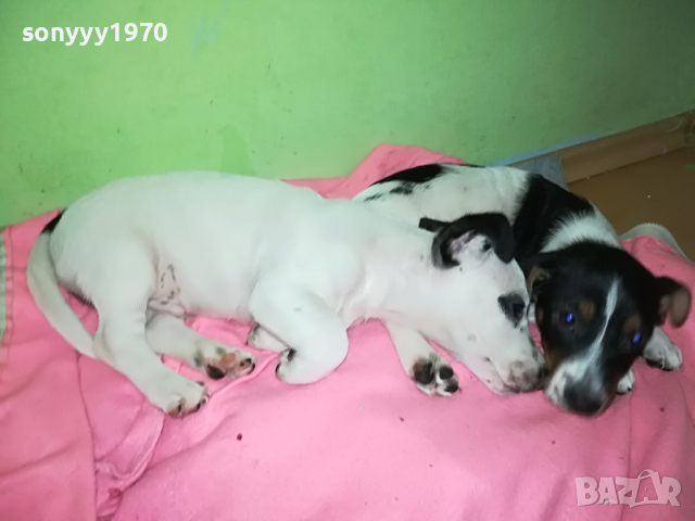 ДЖАКОВЕ СЛАДУРИ 2004221626, снимка 4 - Джак ръсел териер - 36520757