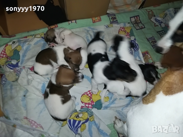 ДЖАКЧЕ-ЖЕНСКО 5 МЕСЕЦА БОНБОН 1103222003, снимка 9 - Джак ръсел териер - 36073476