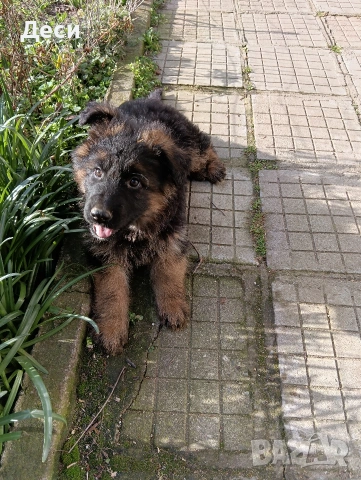 немска овчарка