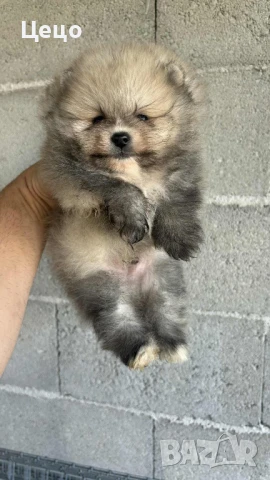 Померан момче, снимка 1