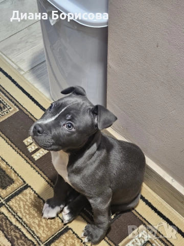 мъжко американско були хл