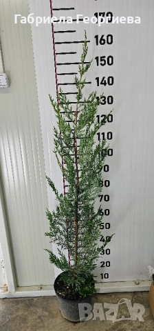 Кипарис Лейланд , снимка 5 - Градински цветя и растения - 52323869