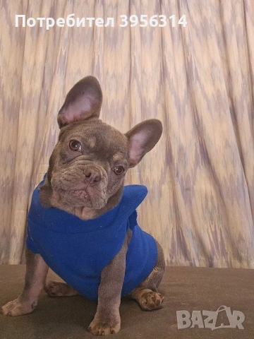 Мъжко Френско булдоче, снимка 4 - Френски булдог - 53283481