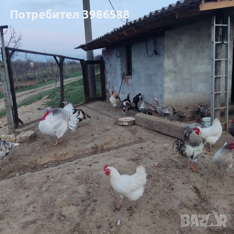 Яйца за люпене от Пуйки и Кокошки, снимка 14 - Кокошки и пуйки - 53287481