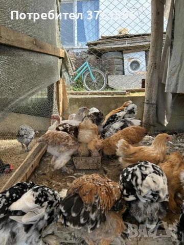 млади ярки и петлета, снимка 8 - Кокошки и пуйки - 51394383