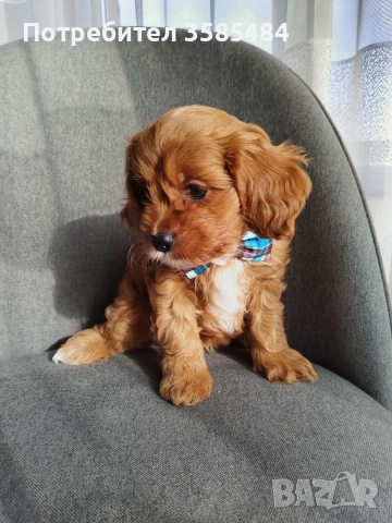 Cavapoo/Mini poodle , снимка 6 - Пудели - 52822958