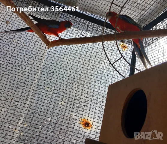 чифт Розели продавам 