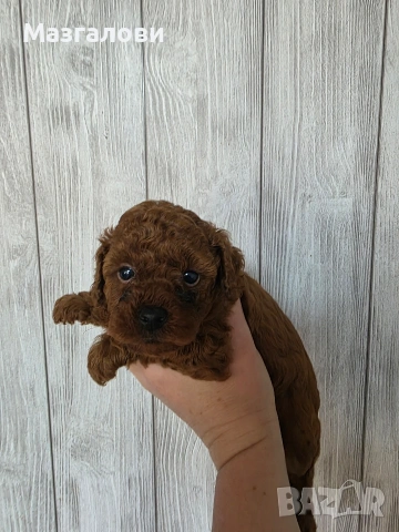 Продавам пудел той, снимка 6 - Пудели - 53826898