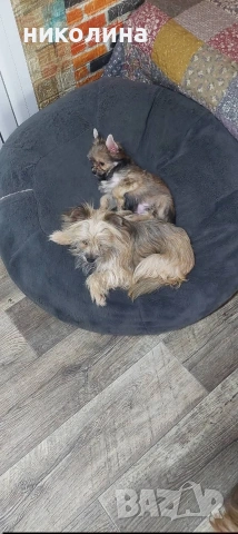 Продавам Йоркширски териер , снимка 15 - Йоркширски териер - 53051709