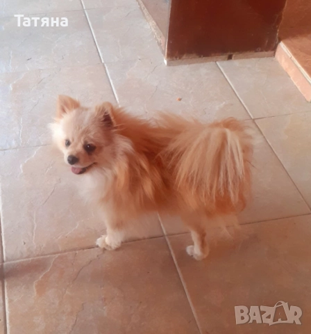 Мъжки и женски померан, снимка 13 - Померан - 52966945