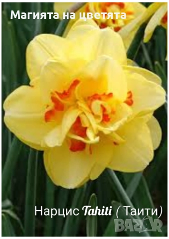 Кичести нарциси 10 сорта, снимка 10 - Градински цветя и растения - 51659641