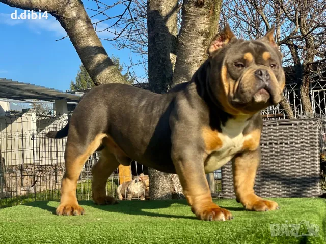 Американско Покет були, снимка 3 - Други - 48992661