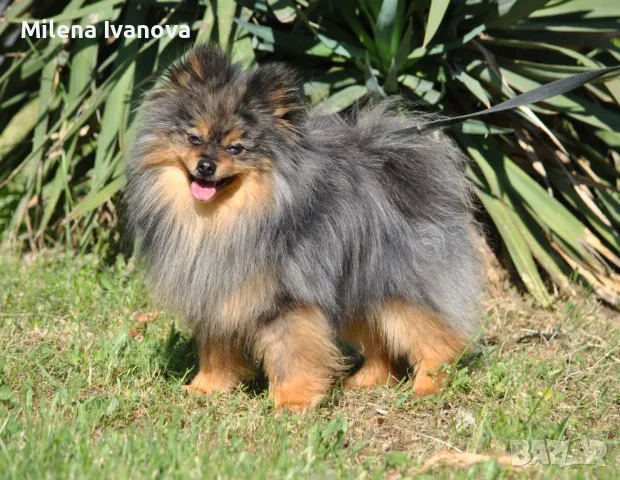 Померан мерле с родословие , снимка 5 - Померан - 50173884