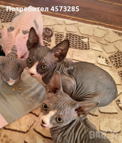 Котка сфинкс , снимка 1