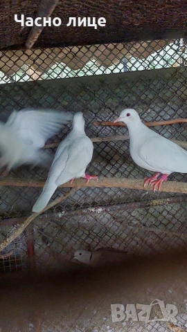 Бяли смеещисе гугутки 