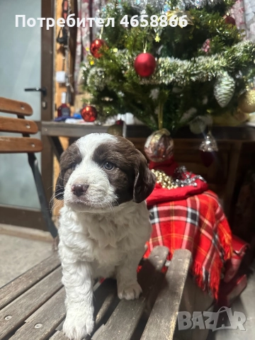 Бебе каракачанка, снимка 2 - Каракачанска овчарка - 52514278