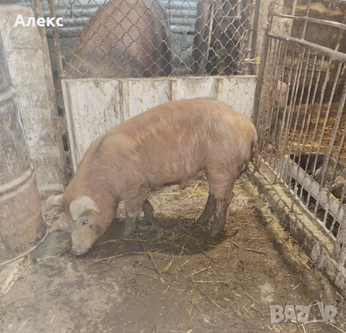 2 нерезчета по 60 кг, снимка 3 - Прасета - 53478331