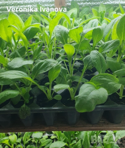 Рудбекия, снимка 4 - Градински цветя и растения - 53078100