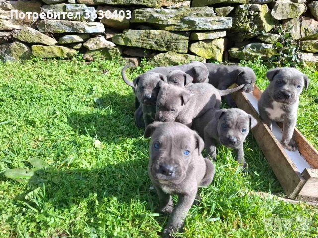 Кане Корсо сиви , снимка 10 - Кане корсо - 53402339