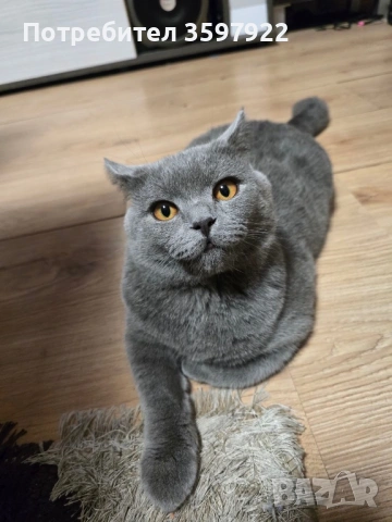 Син британец British Shorthair – 9 месеца