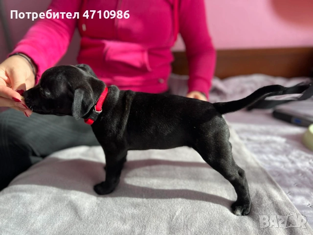 стафордширски бултериер, снимка 9 - Ветеринари и услуги - 53125218