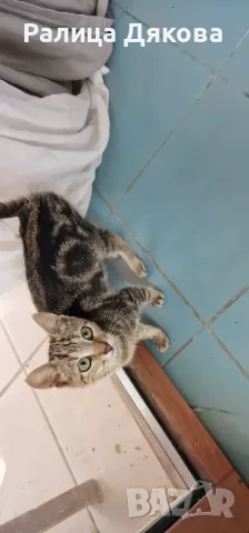 Продавам мраморно сребърно коте, снимка 5 - Други - 56079197
