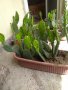 Саксии с незамръзващ кактус  , снимка 14