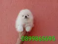 Бели мъжки и женски кученца Померан, снимка 4