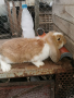 Френски кочовати зайци, снимка 2