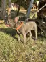 Jenski frenski buldog, снимка 2