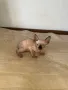 Котенца момичета и момчета канадски сфинкс, снимка 8