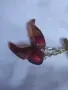 кехлибарена брошка., снимка 12