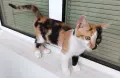 Подарявам малко котенце/ Kleine Katze zu verschenken, снимка 1