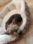 Йоркширски териер , снимка 5